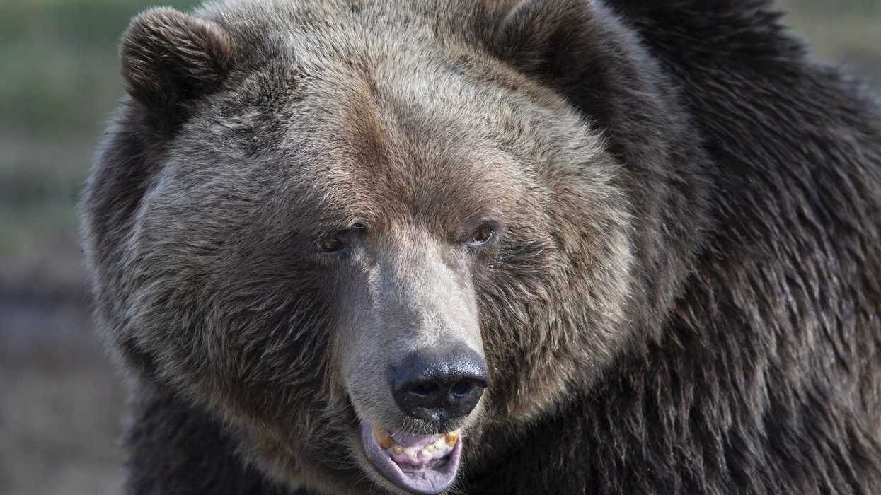 Woman, 72, badly hurt in B.C. grizzly bear attack