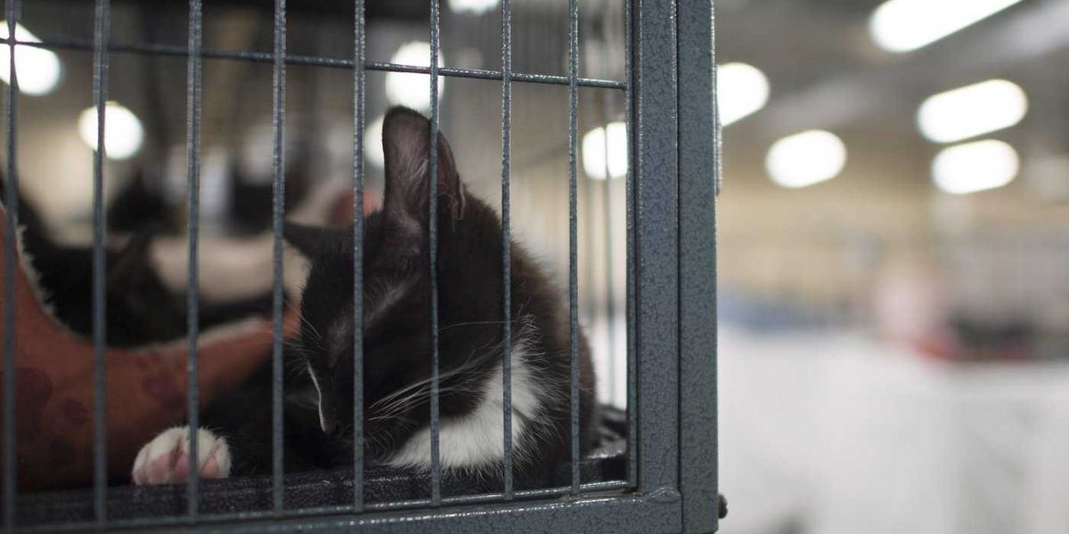 B.C. woman pleads guilty to attempting to euthanize cat with fentanyl: SPCA B.C. woman pleads guilty to attempting to euthanize cat with fentanyl: SPCA