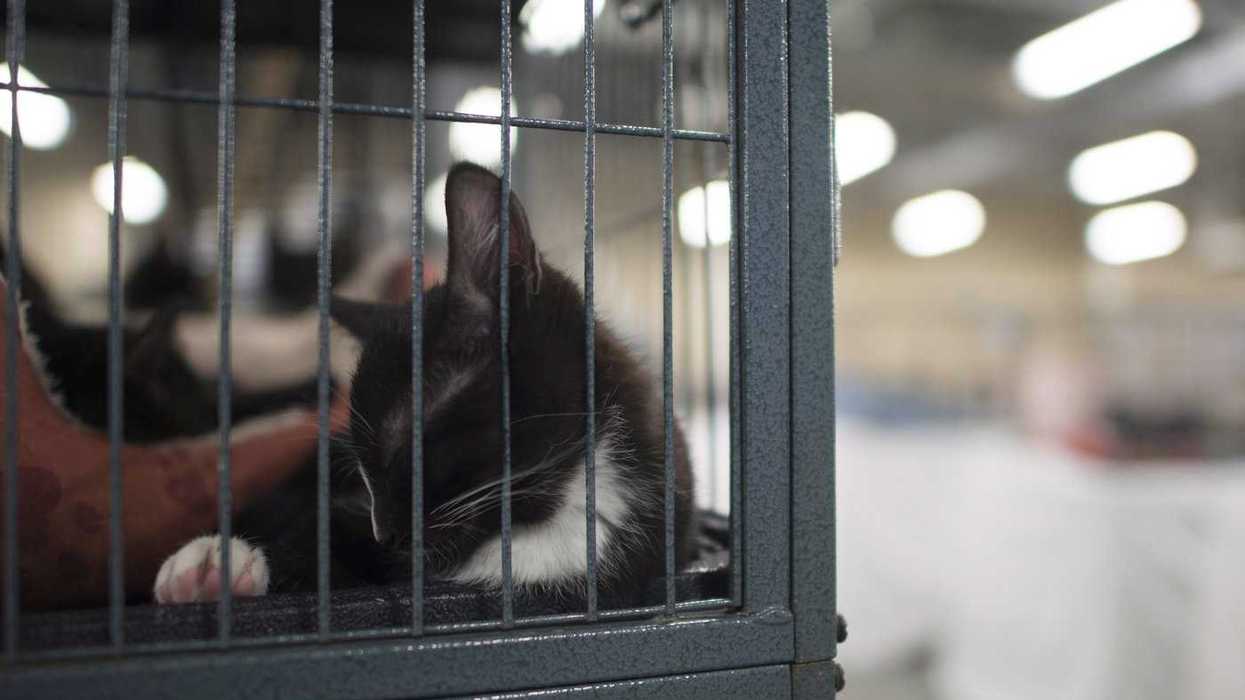 Woman attempted to euthanize cat with fentanyl