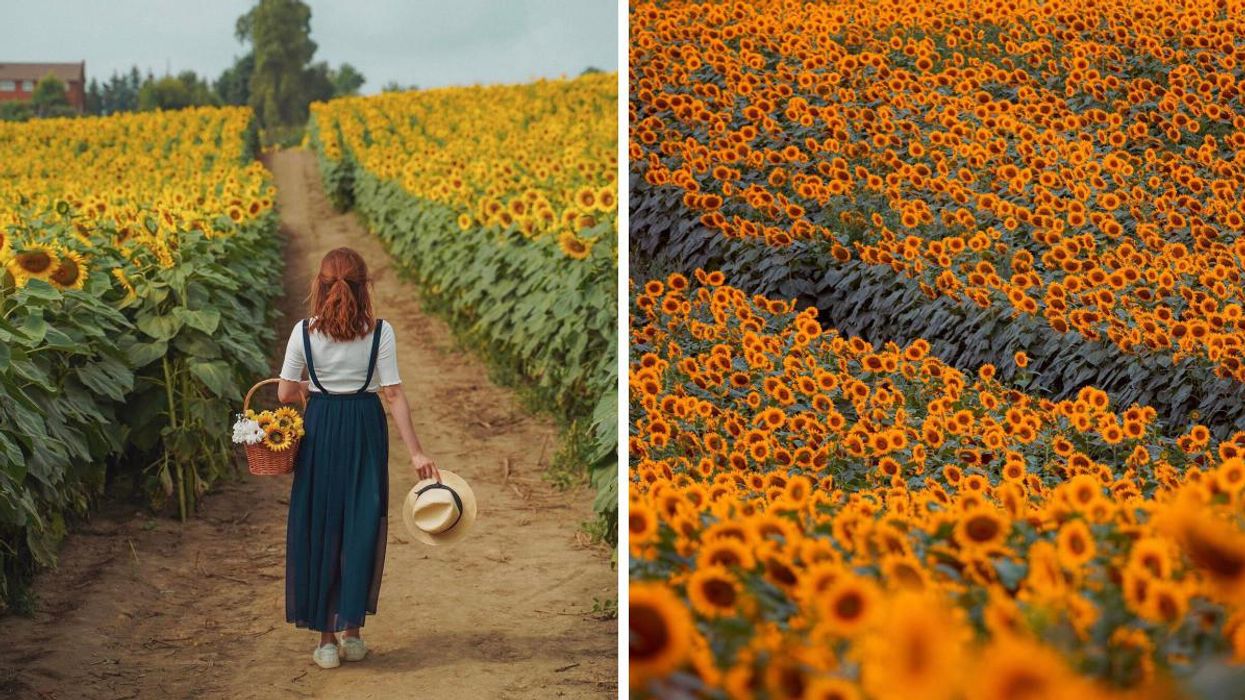 Woman holding a basket and hat walking through sunflowers. Right: Sunflower field in Ontario.