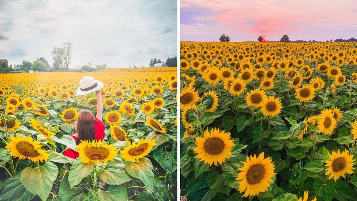 Woman holding a hat standing in a sunflower field. Right: Sunflower field at sunrise.