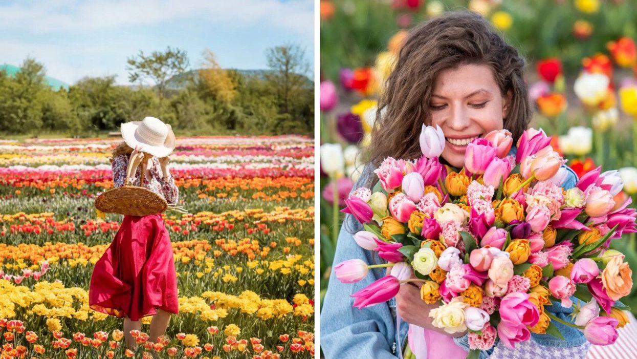 Woman in a tulip field.