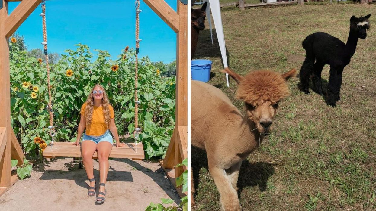 Woman sitting on a swing in a sunflower field. Right: Two alpacas.
