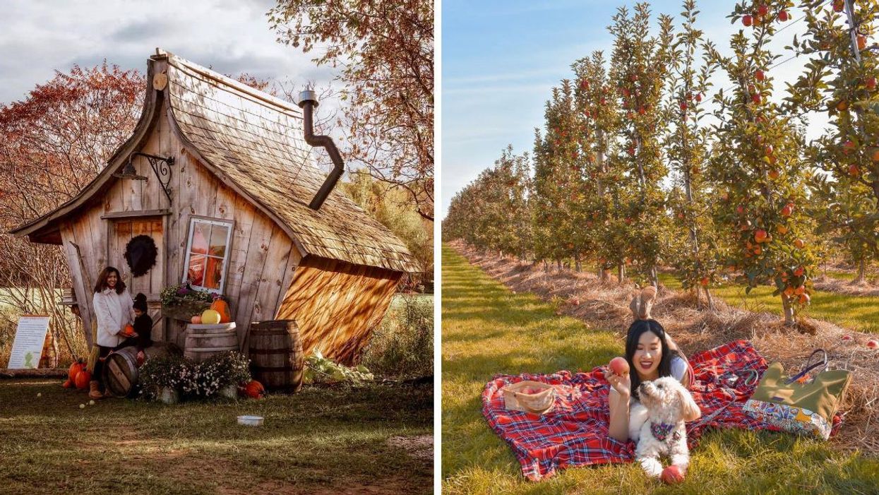 Woman standing by a shed with pumpkins. Right: Woman and a dog in an apple orchard.