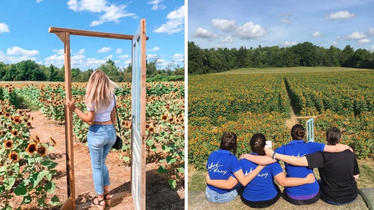 Woman standing in a doorway by sunflowers. Right: People looking over a sunflower field.