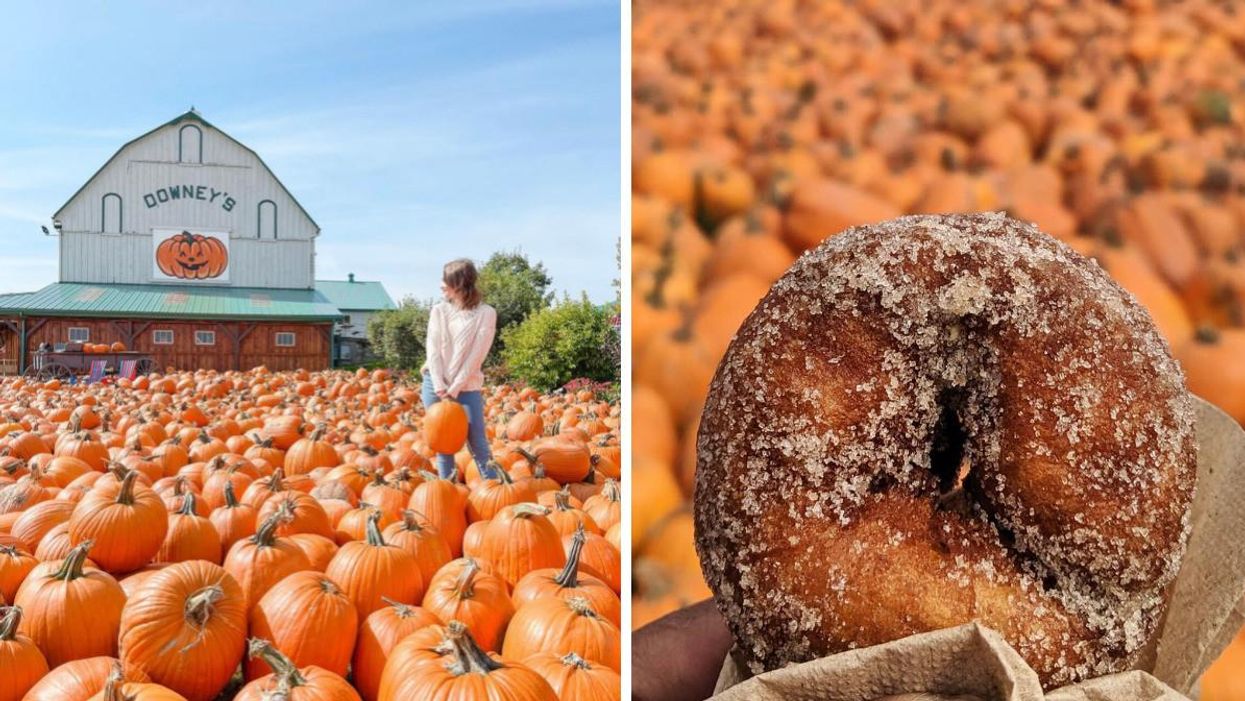 Woman standing in a sea of pumpkins by a barn. Right: Pumpkin donut by a pumpkin field.