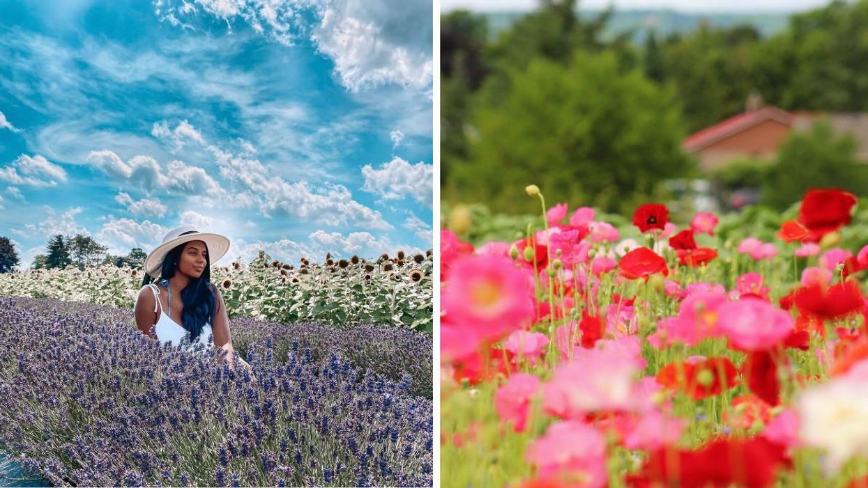 Woman wearing a hat sitting in a lavender field. Right: Pink and red poppies in a field.