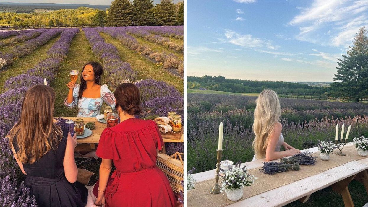 Women sitting at a picnic table in a lavender field.
