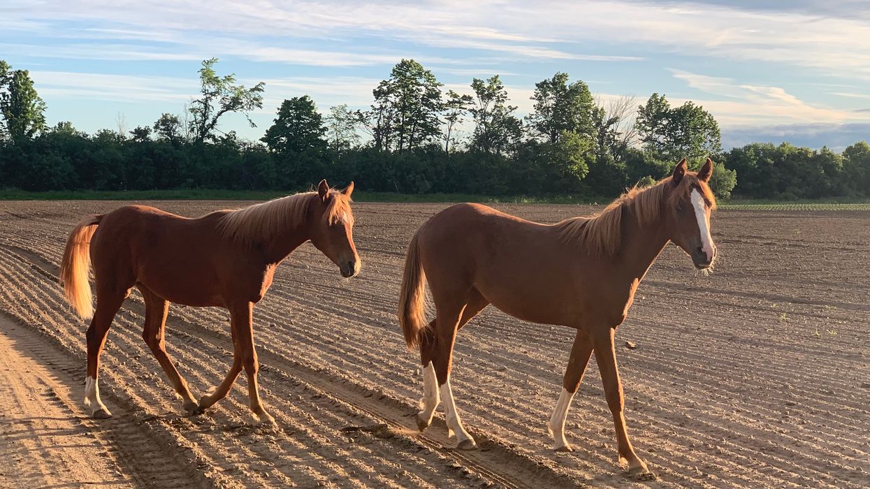 York Regional Police Locate 2 Horses Just Out For A Chill Morning