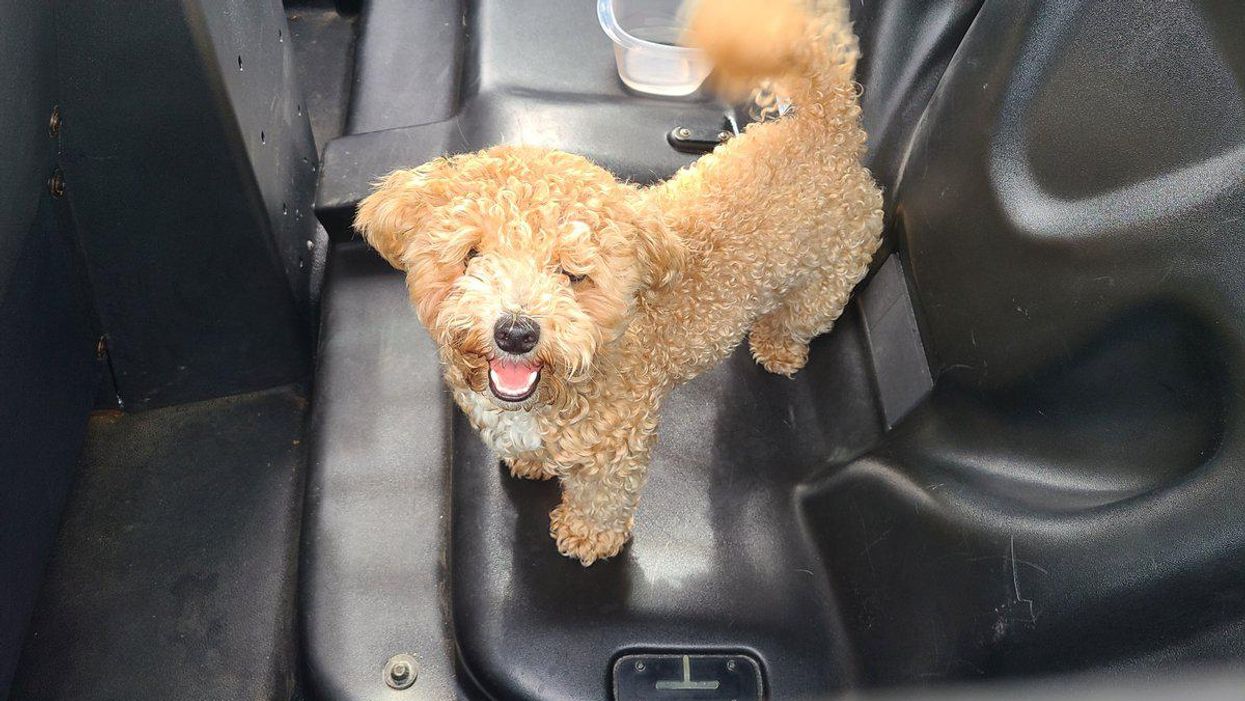 York Regional Police Rescued Puppy From Hot Car At Vaughan Mills