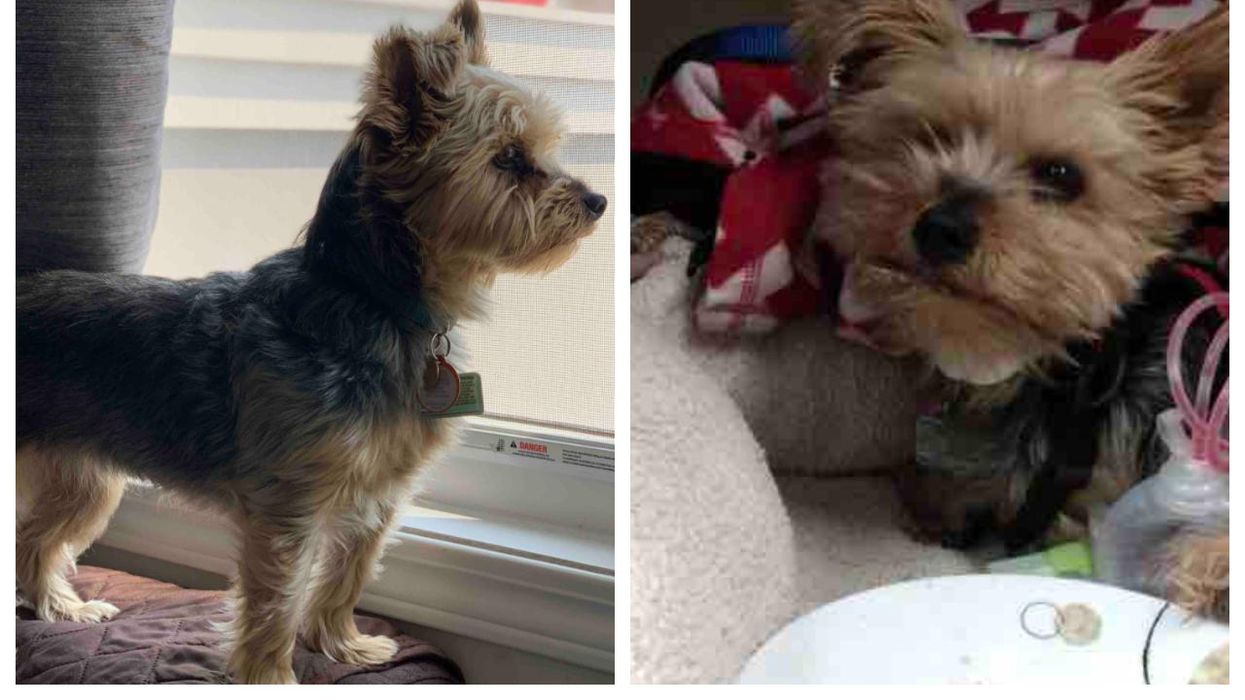 Yorkshire Terrier Who Fought Off Coyote Has Raised Thousands On GoFundMe
