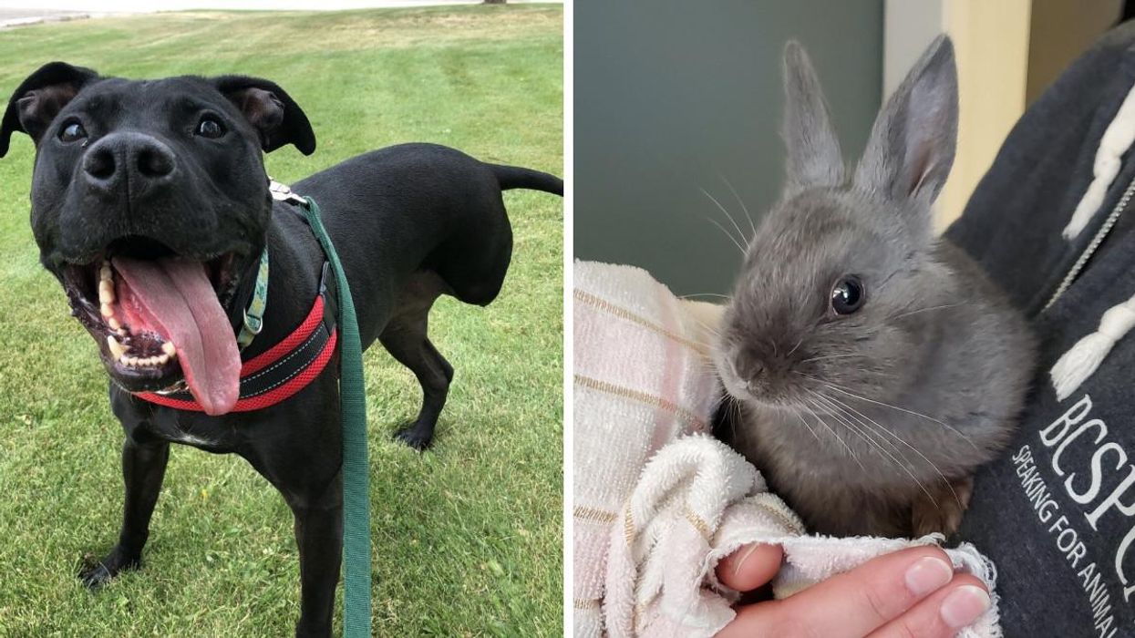 You Can Adopt A Pet This Week In BC For Half Price & They Are Too Cute To Resist