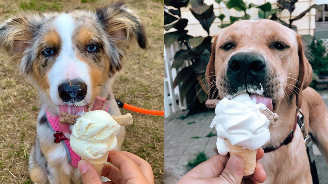You Can Get Ice Cream For Dog At This Secret Spot In Ottawa