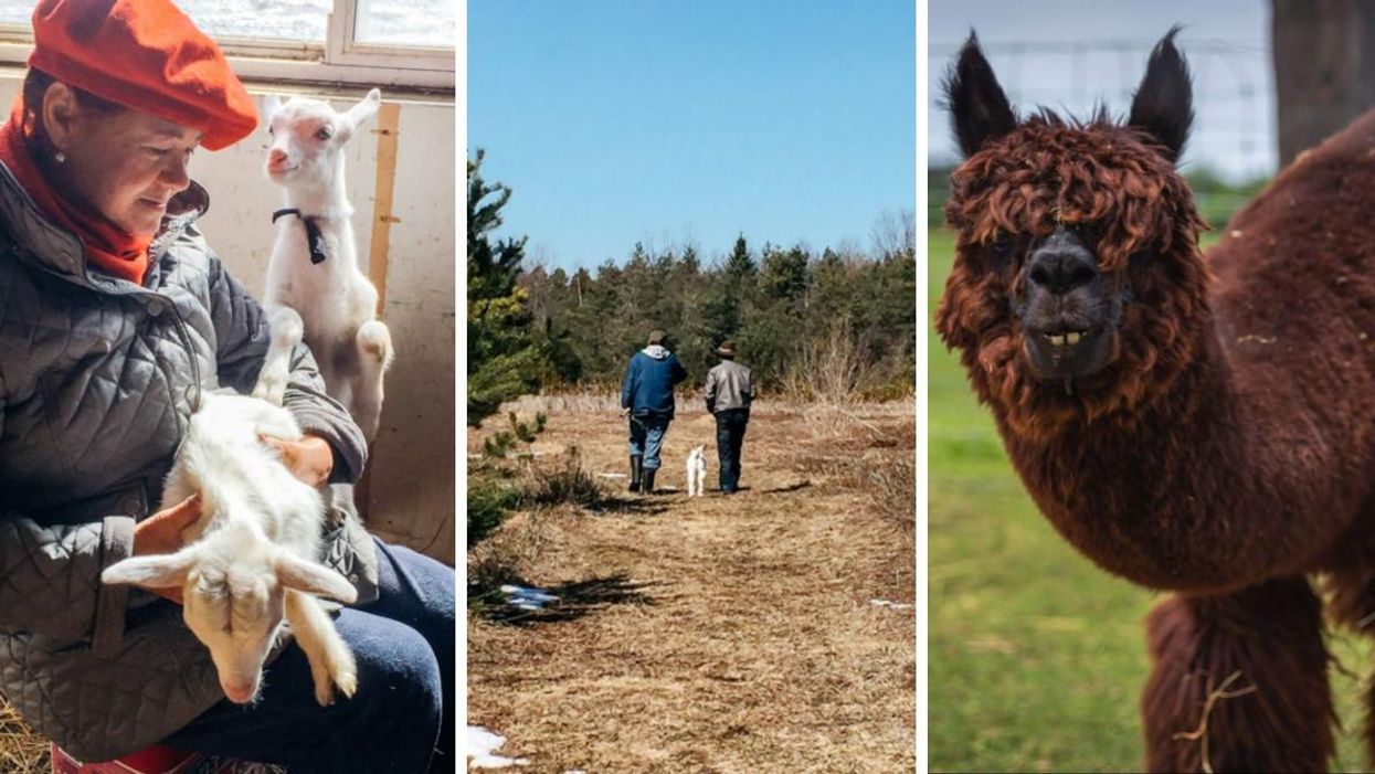 You Can Hang Out With Baby Animals At This Adorable Farm Near Toronto For Just $29
