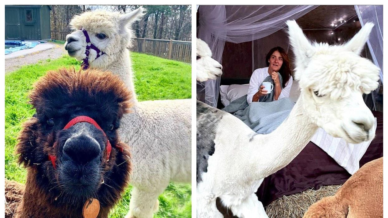 You Can Have A Sleepover With Alpacas At Haute Goat In Ontario