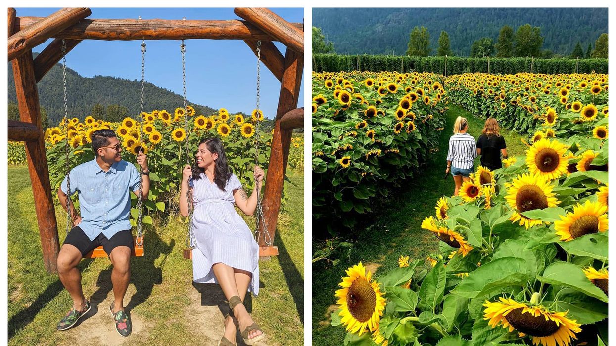 You Can Pick Your Own Flowers At The Chilliwack Sunflower Festival