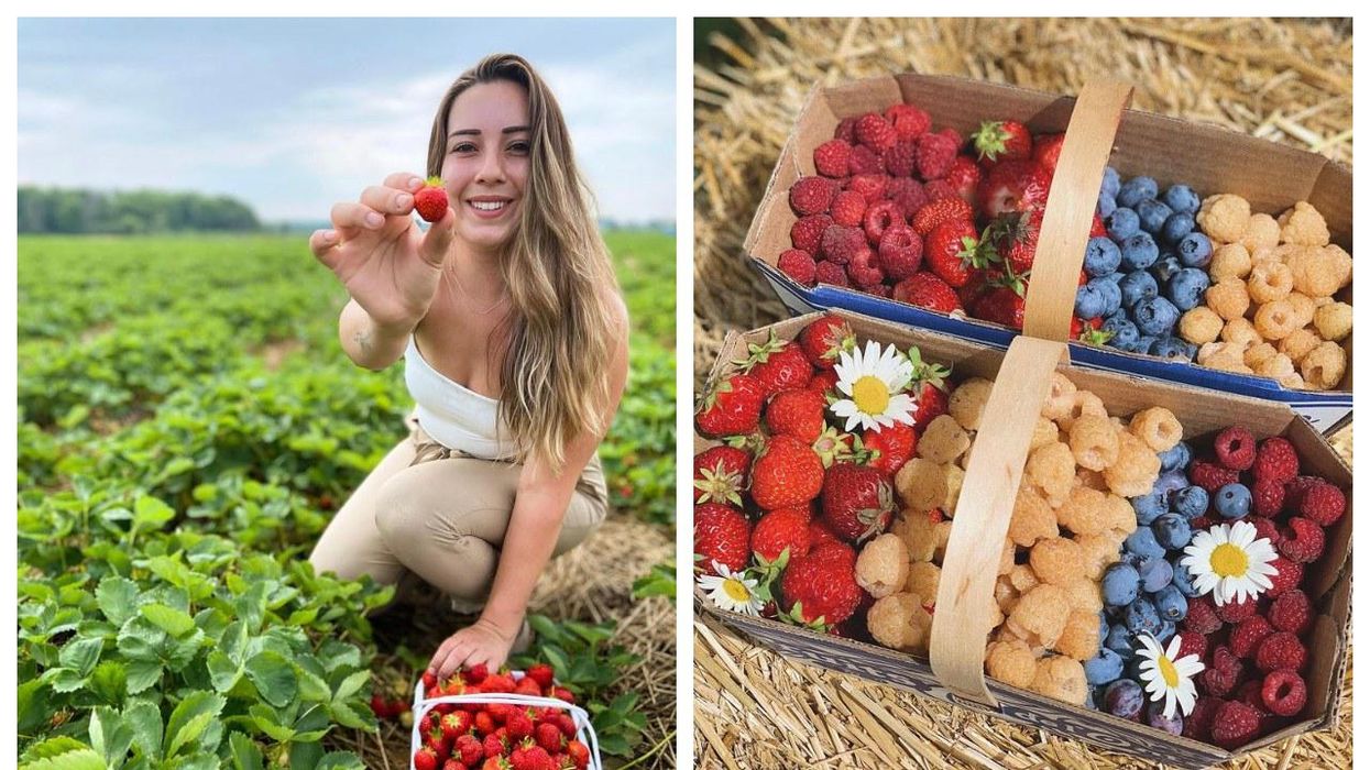 You Can Pick Your Own Strawberries At These Farms Near Toronto