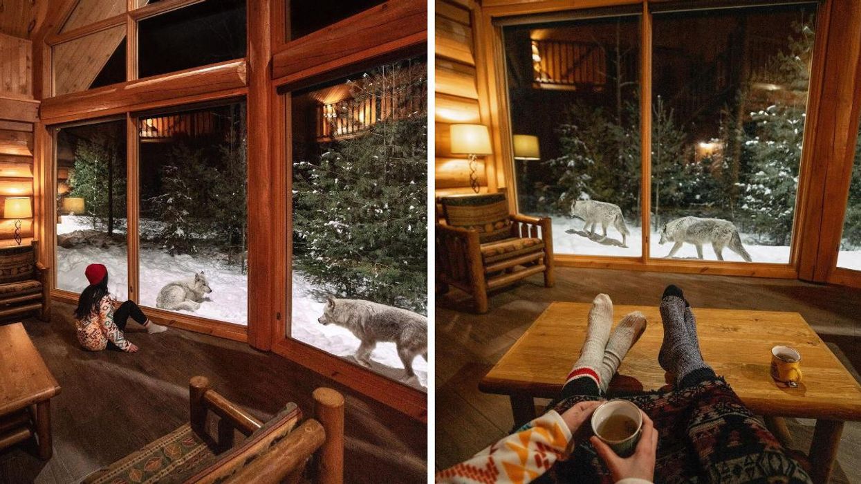 You Can Rent A Cabin Near Ottawa Where You Can Sleep Next To Wolves (PHOTOS)