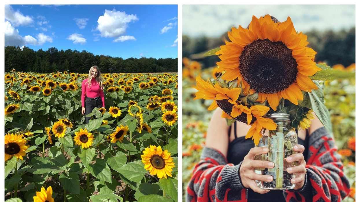 You Can Visit A Gigantic Sunflower Field Near Ottawa & Pick Flowers