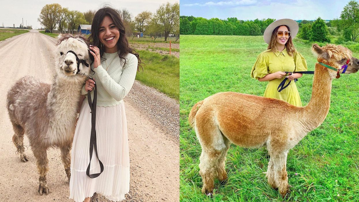 You Can Walk Alpacas At These Adorable Ontario Farms