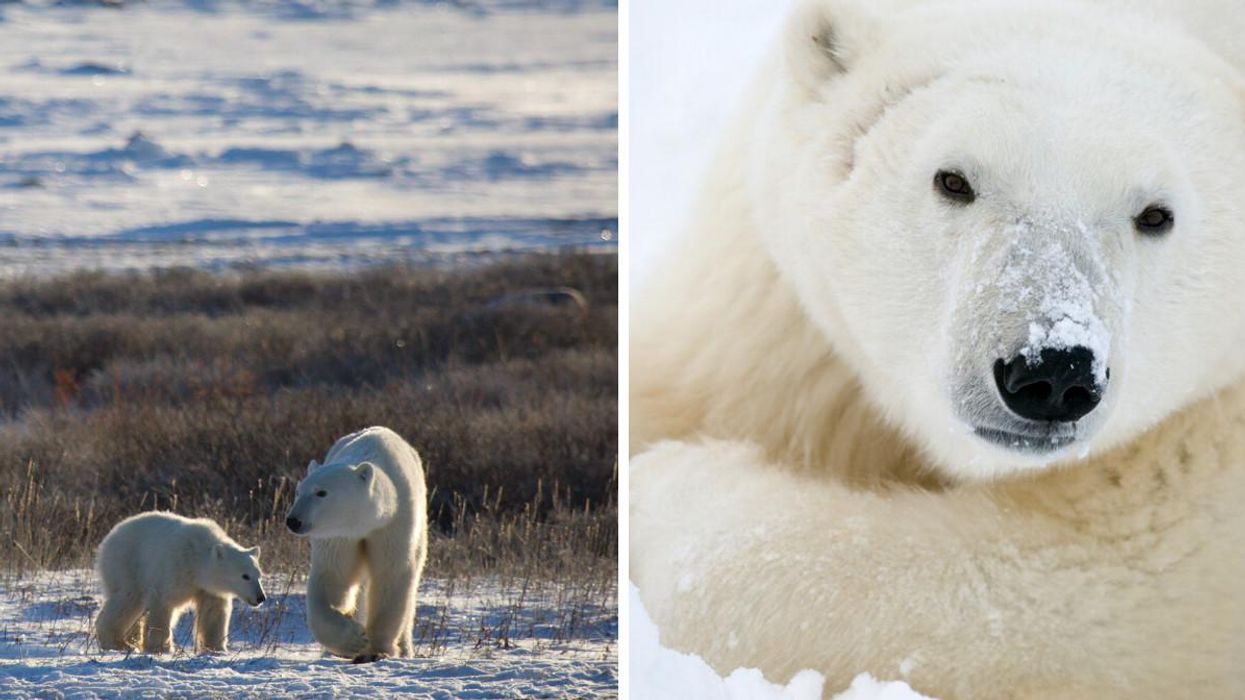 You Can Watch Hundreds Of Polar Bears Migrate Through Manitoba On This Camera (VIDEO)