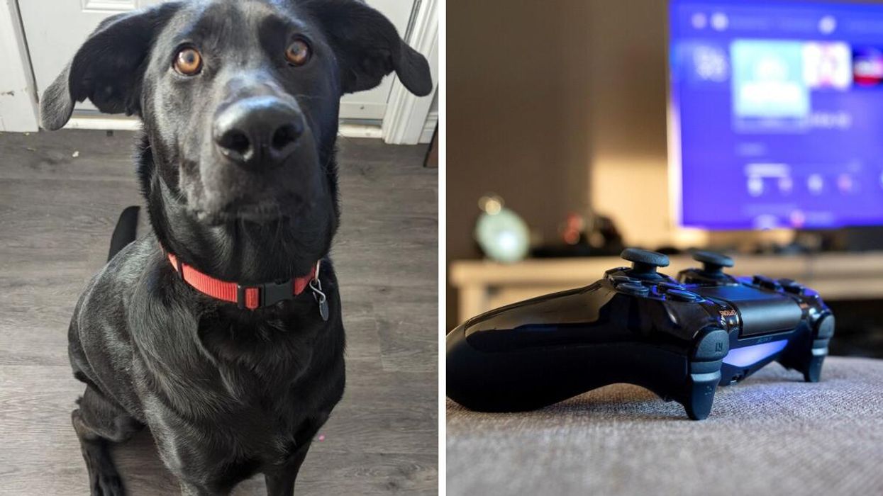 Zoey the dog. Right: A Playstation controller.