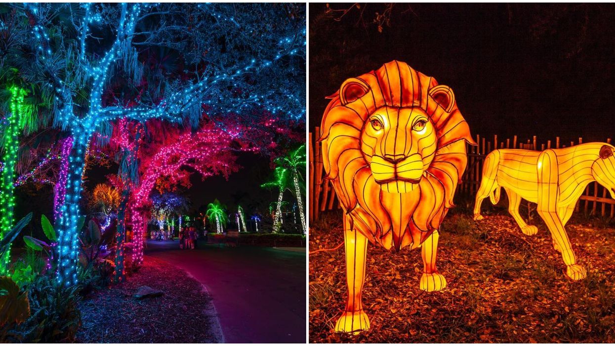 Zoo Lights At Zoo Miami Event Will Feature Animal Lanterns And Over
